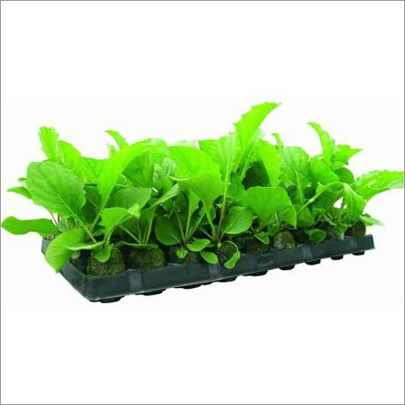 Gerbera Tissue Culture