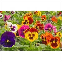 Petunia Seeds - 500 Small Seeds, Mixed Colors | Vibrant Colors, Easy Growth, Fast Blooming, Disease Resistant, High Yield