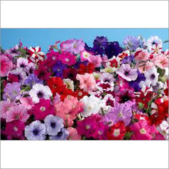 Pansy Seeds