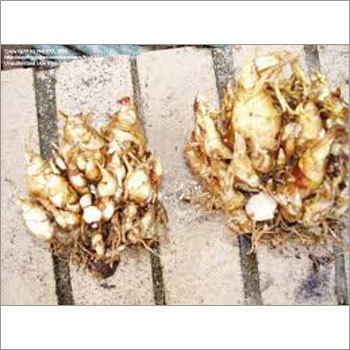 Tuberose Rajnigandha Seeds
