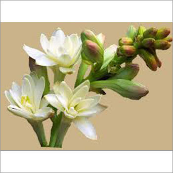 Rajnigandha Flower Seeds