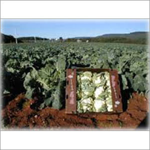 Cauliflower Seeds
