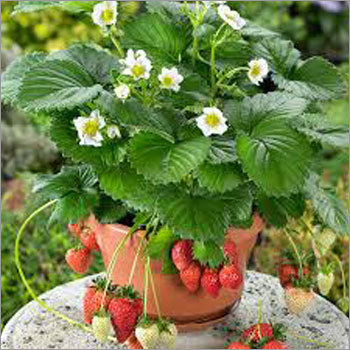 Strawberry Seeds