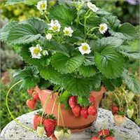 Strawberry Seeds