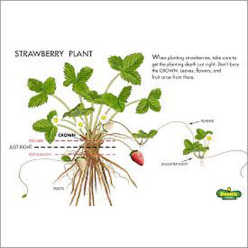 Strawberry Plant