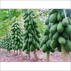 Papaya Seeds
