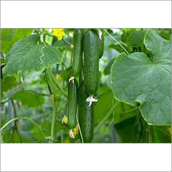 Cucumber Seeds