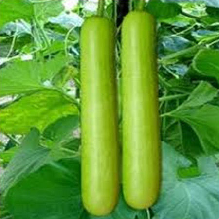 Bottle Gourd Seeds