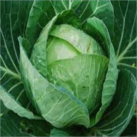 Cabbage Seeds