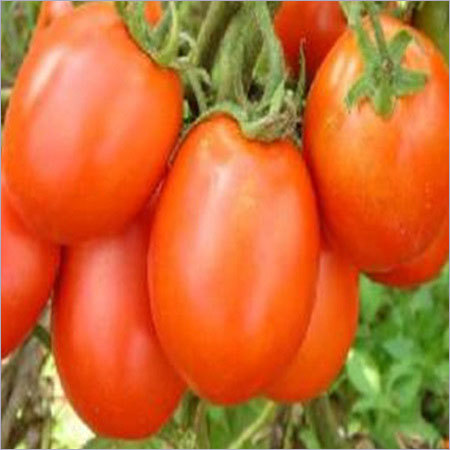 Tomato Seeds - Determinate Plant, Globe/Square Fruit, 70-80g | High Yield, Fast Growth, Firm Flesh, Good Shipper