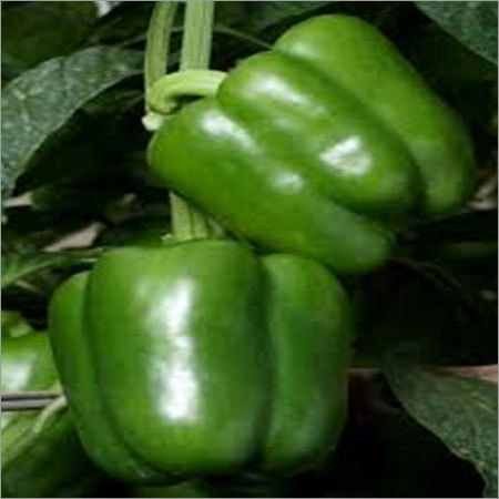 Capsicum Seeds