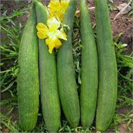 Sponge Gourd Seeds