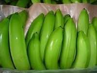 Cavendish Green Bananas