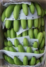 Green Cavendish Bananas