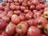 Grade A Fuji Apple - Premium Quality, Juicy Sweetness, Crisp Texture, Freshly Harvested, Naturally Grown