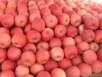 Quality Fuji Apple