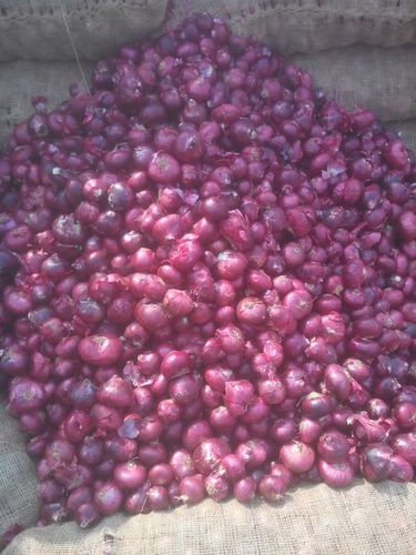 RED ONION