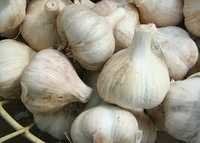 Fresh Natural Pure White Garlic