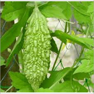 Hybrid Bitter Gourd Seeds