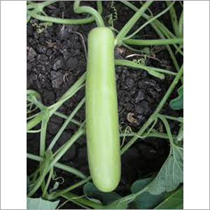 Hybrid Bottle Gourd Seeds
