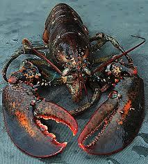 Fresh Live Lobster Available