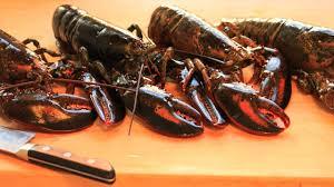 Fresh Live Lobster