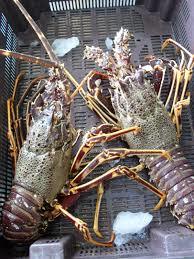 Live Spiny Rock Lobster