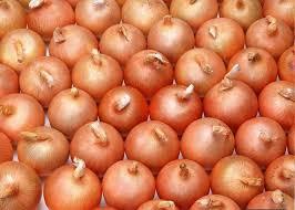 Red Onions For Sale