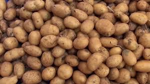 2016 fresh Holland potato