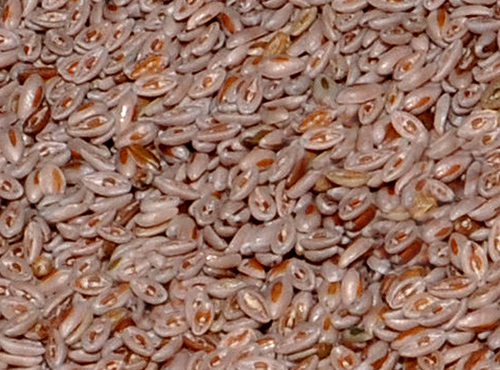 Psyllium Seeds