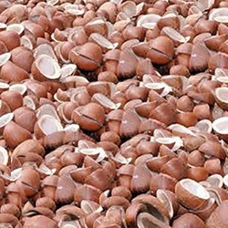 Coconut Copra