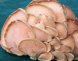 Dry Mushroom
