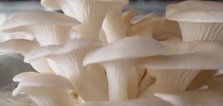 Fresh Mushroom