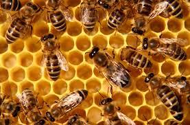 Honey Bee Keeping