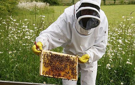 Natural Honey Bee Keepers
