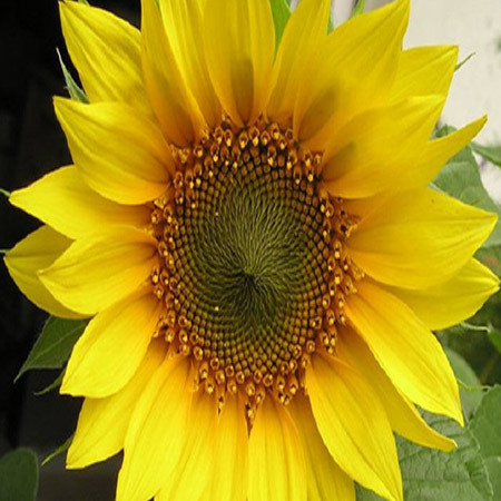 Sunflower Seed Oil