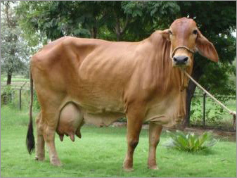 Sahiwal Cow Supplier