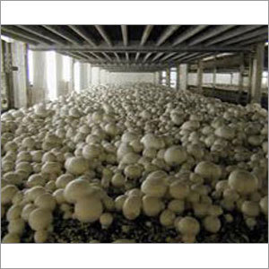 Button Mushroom Plants