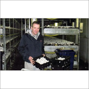 Mushroom Growing Room