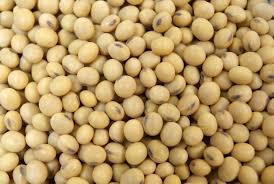 Soyabean Non GMO