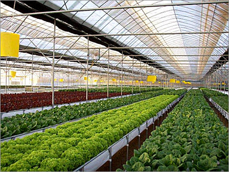 Green House And Polyhouse
