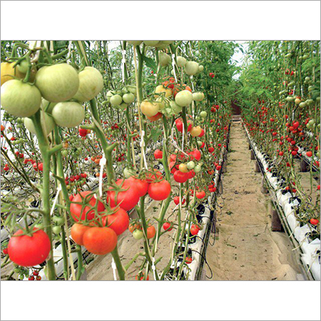 Hydroponic Substrate Lightweight ECA