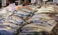 FIRST GRADE FROZEN AND DRY SALMON FISH