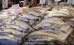 FROZEN AND DRY SALMON FISH FOR SALE