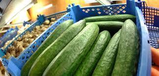 A Grade Tamil Nadu Green English Cucumber, Loose