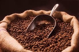 COFFEE BEANS FOR MAKING COFFEE AND INDUSTRIAL USE