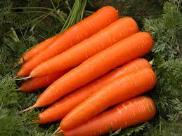 Fresh carrots for sale