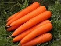 Fresh carrots for sale