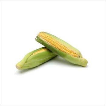 Maize Seeds,
