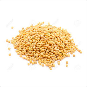Yellow Mustard